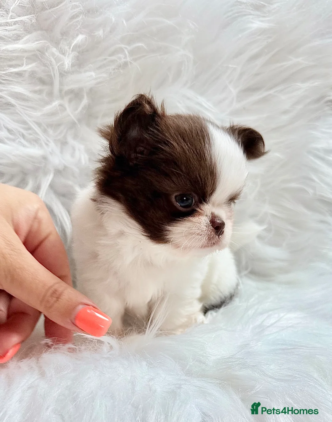 Chihuahua dogs for sale: KC registered long coat chihuahua puppies  - Advert 11