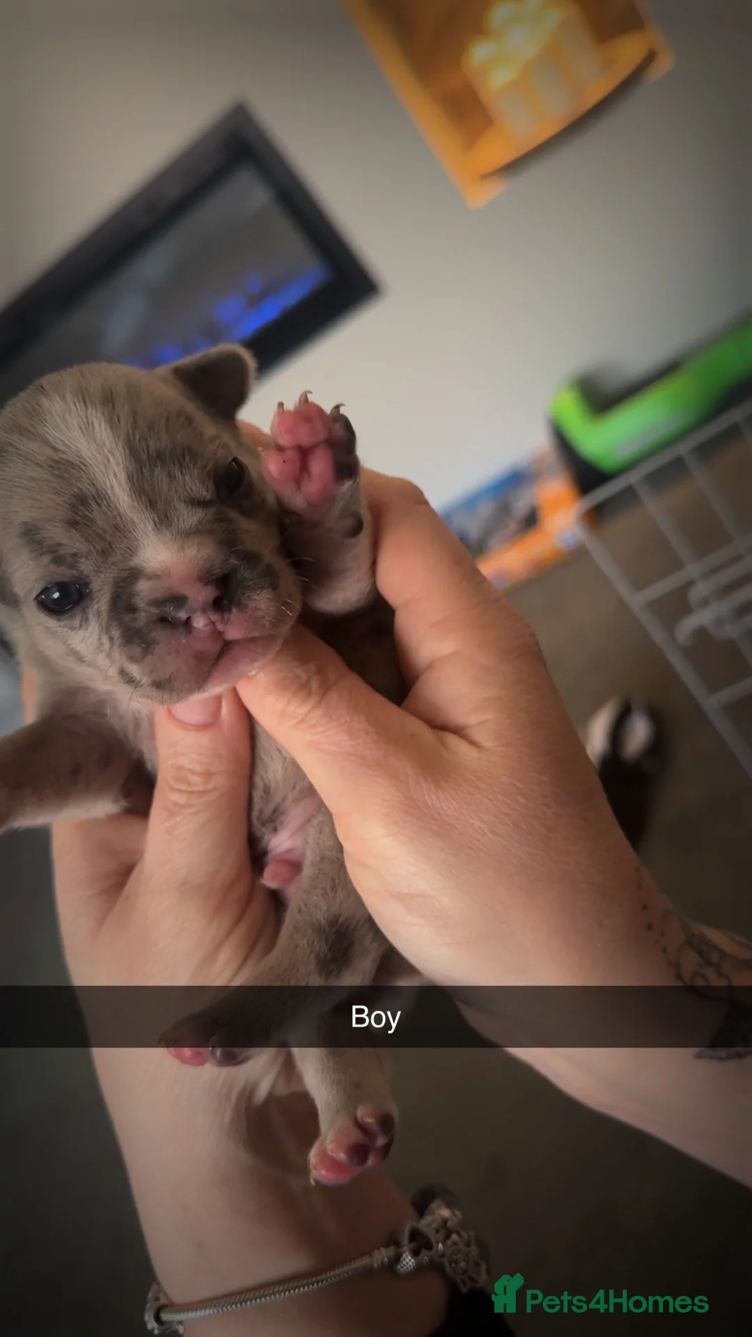 French Bulldog dogs for sale: Litter of 6 raised by a family with children  - Advert 9