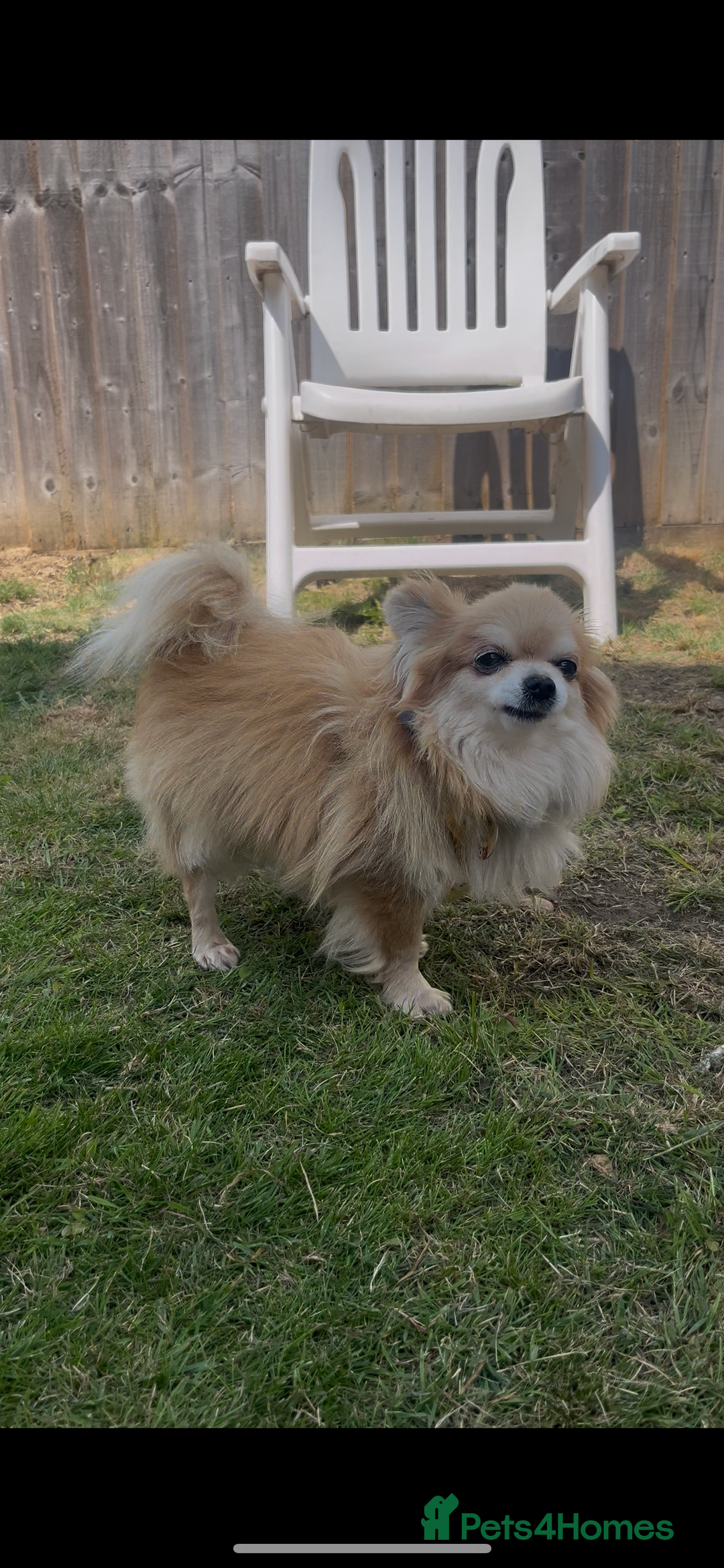 Chihuahua dogs for stud: Extra tiny  **  full kc reg chihuahua stud - Advert 3