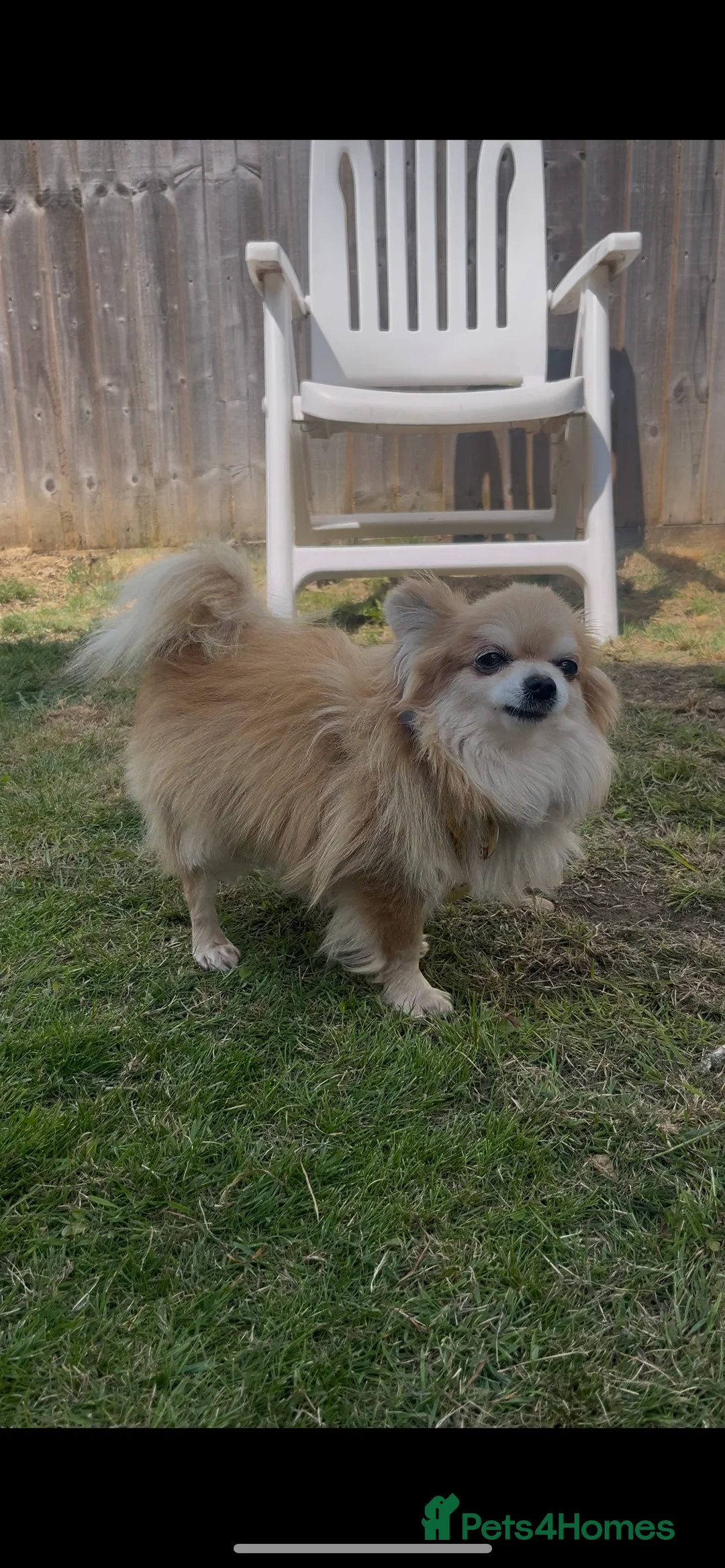 Chihuahua dogs for stud: Extra tiny  **  full kc reg chihuahua stud - Advert 3