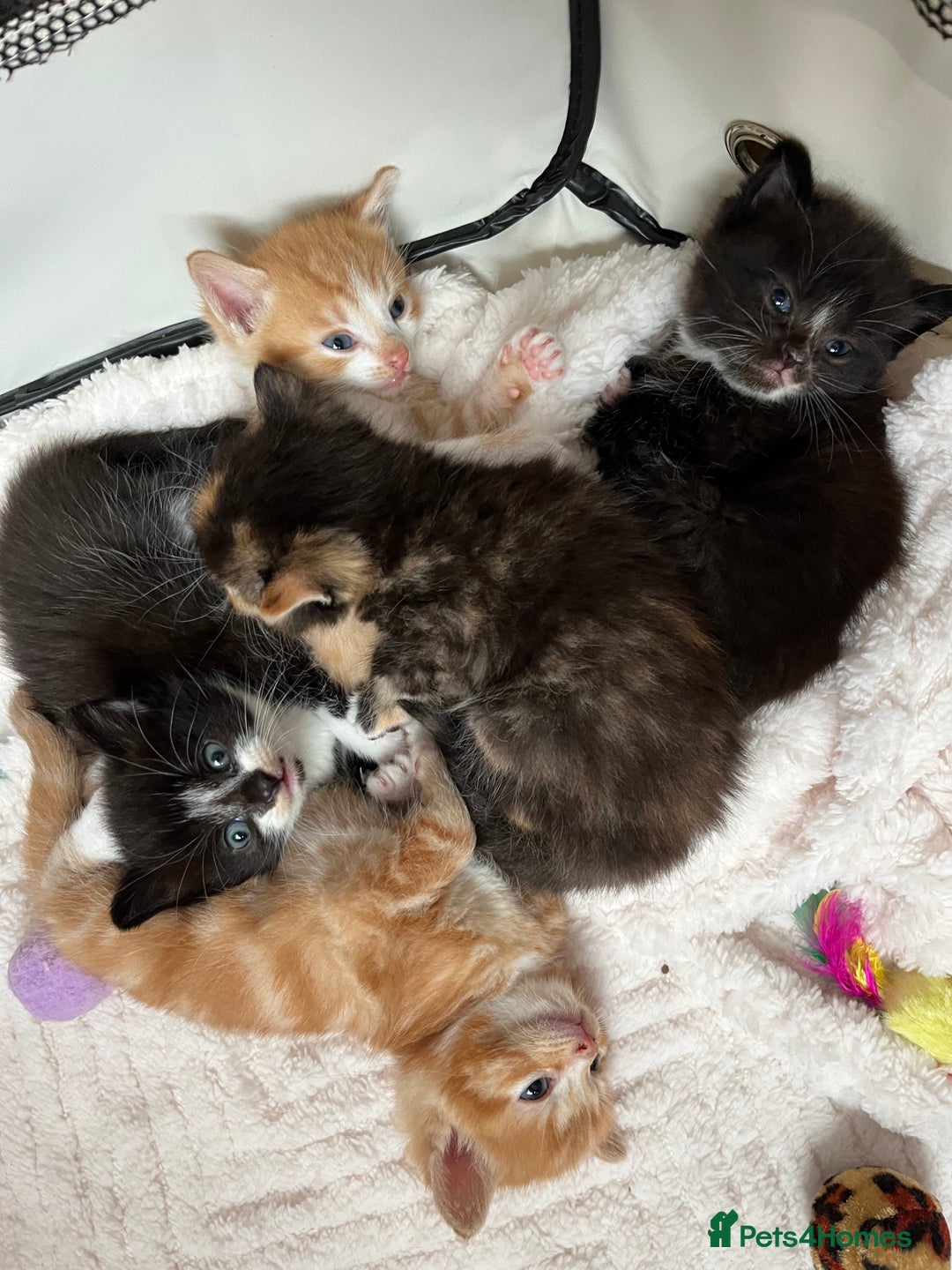 Persian cats for sale: Lovely little kittens  - Image 12