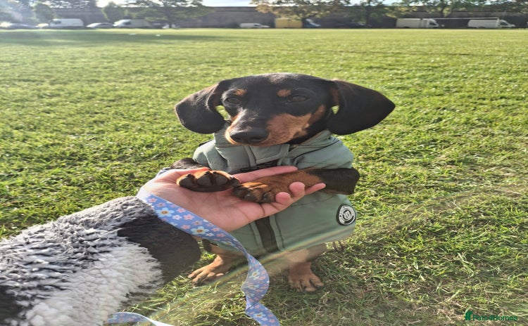 Miniature Dachshund dogs - Advert 15
