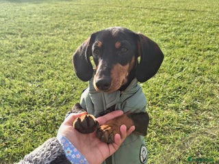 Miniature Dachshund dogs - Advert 35