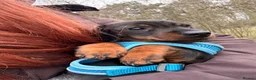Miniature Dachshund dogs for sale: Gorgeous miniature dachshund - Advert 3