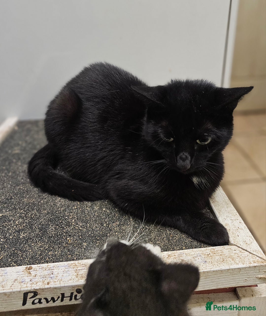 Mixed Breed cats for sale: 6 adorable kittens available  - Advert 7