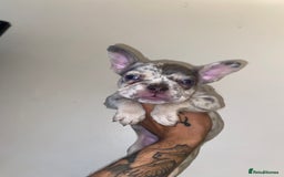 French Bulldog dogs for sale: High Quality Fluffy french bulldogs  - Image 3