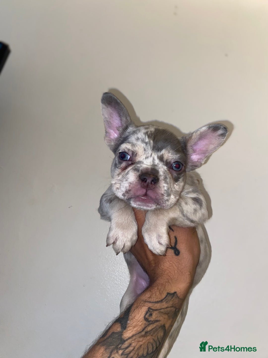 French Bulldog dogs for sale: High Quality Fluffy french bulldogs  - Image 3