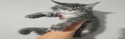Maine Coon cats for stud: Milo Shaded stud ns11 - Advert 19