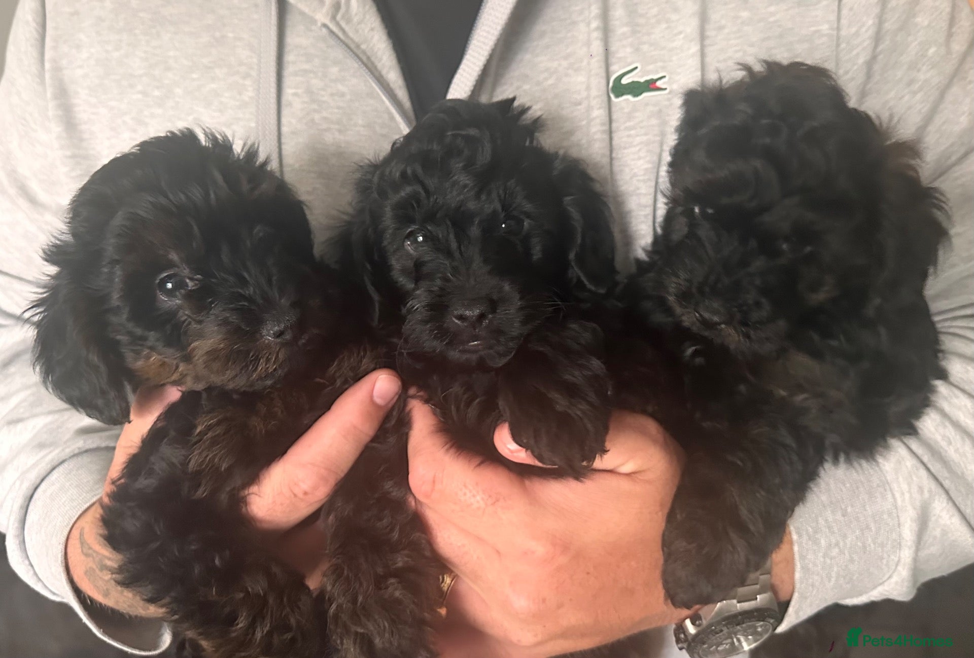 Yorkiepoo dogs Yorkiepoo pups - Advert 17