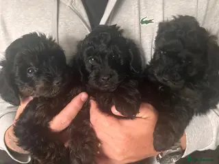 Yorkiepoo dogs Yorkiepoo pups - Advert 1