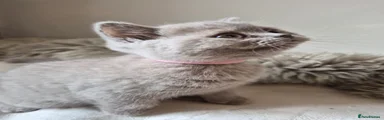 Lilac Girl- RESERVED