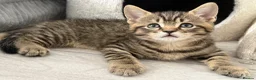 British Shorthair cats for sale: British shorthair Kittens - Advert 2