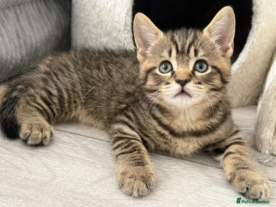 British Shorthair cats for sale: British shorthair Kittens - Advert 2