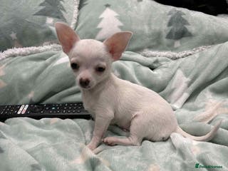 Chihuahua dogs Small boy chihuahua puppy for sale - Advert 19