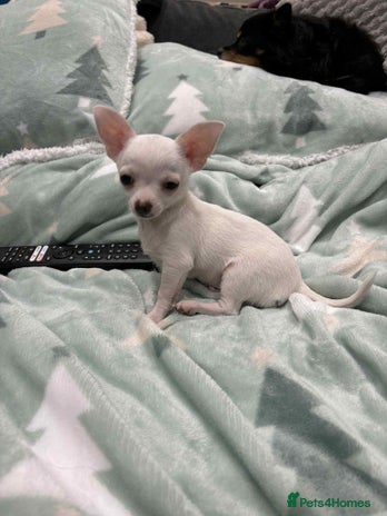 Chihuahua dogs Small boy chihuahua puppy for sale - Advert 1