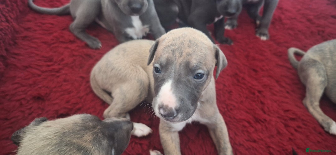 Whippet dogs for sale: 3/4 Whippet 1/4 Italian greyhound  - Image 17