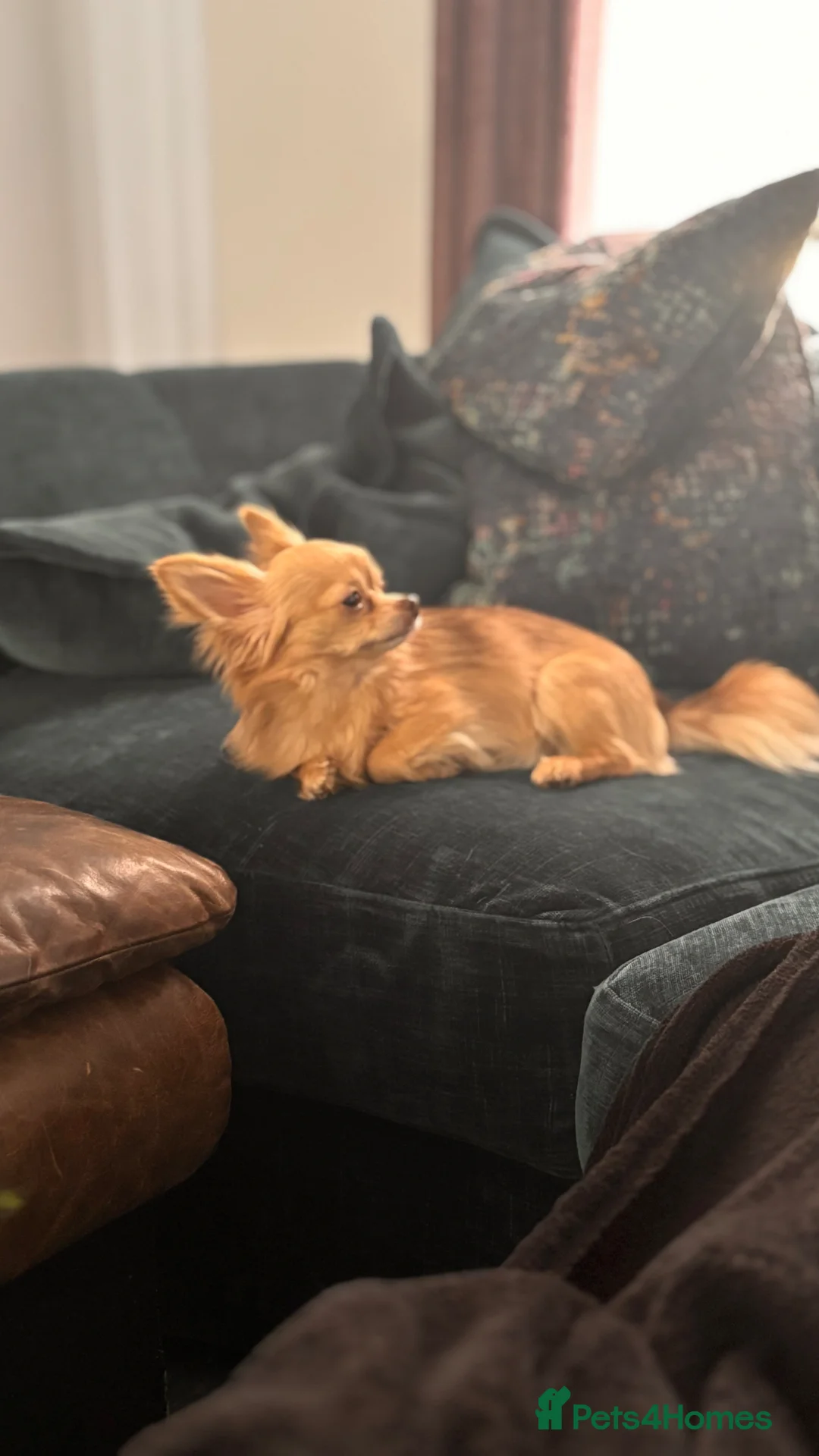 Chihuahua dogs for stud: ✨ Arlo – Long Haired Chihuahua Stud Available ✨ - Advert 4