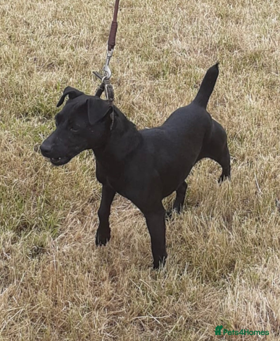 Patterdale Terrier dogs for sale: patterdale terrier  girl  puppies  - Image 2