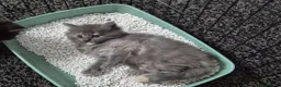 Maine Coon cats for sale: Stunning maine coon full pedigree kittens - Advert 4