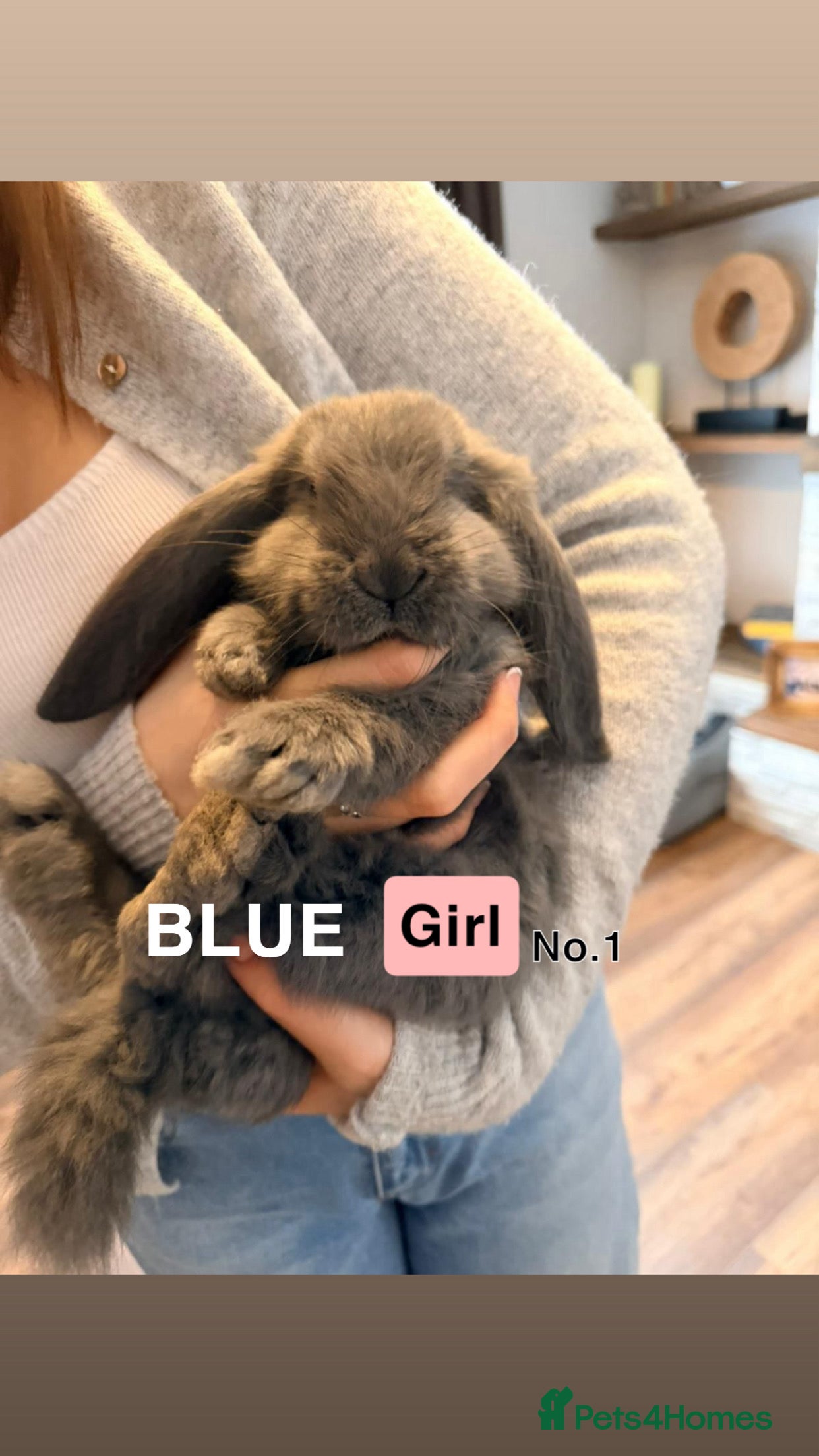 French Lop rabbits Gorgeous French Lop babies ❤️ - Advert 1
