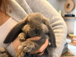 French Lop rabbits Gorgeous French Lop babies ❤️ - Advert 1