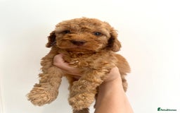 Cockapoo dogs for sale: Beautiful f1b chocolate and red cockapoo pups 🐶  - Image 5