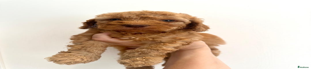 Cockapoo Puppy 3