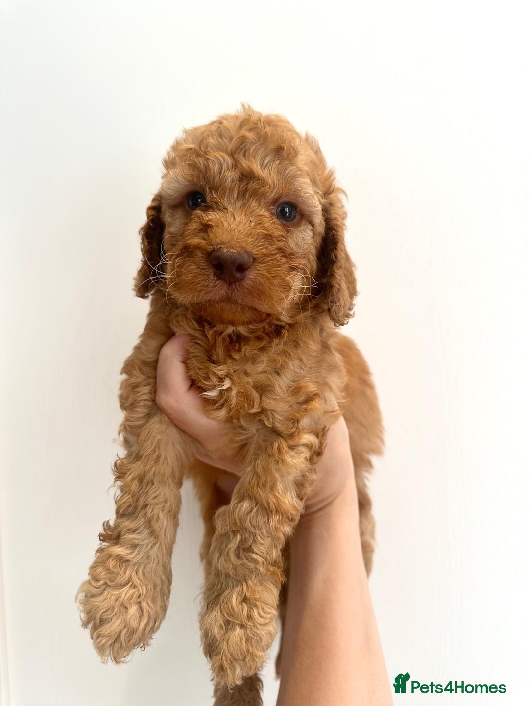 Cockapoo dogs for sale: Beautiful f1b chocolate and red cockapoo pups 🐶  - Image 5