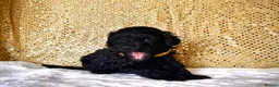 Poodle dogs for sale: 🌟Stunning Mini Poodles🌟CHAMPION LINES, DNA CLEAR - Advert 4