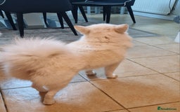 Pomsky dogs for sale: 🥰F3 POMSKY FEMALE 🥰  - Image 7