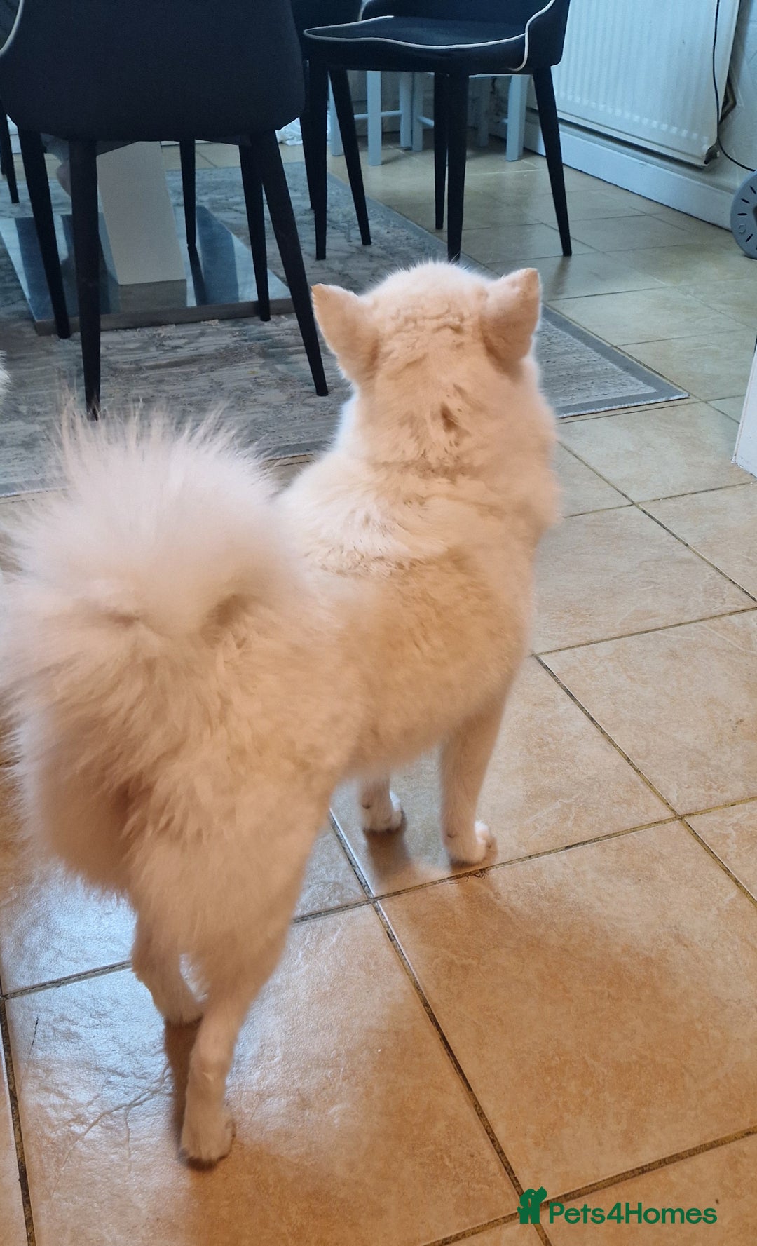 Pomsky dogs for sale: 🥰F3 POMSKY FEMALE 🥰  - Image 7