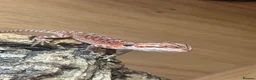 Bearded Dragon reptiles for sale: 💥💥💥Baby Dragons - back by popular demand 💥💥💥 - Advert 5