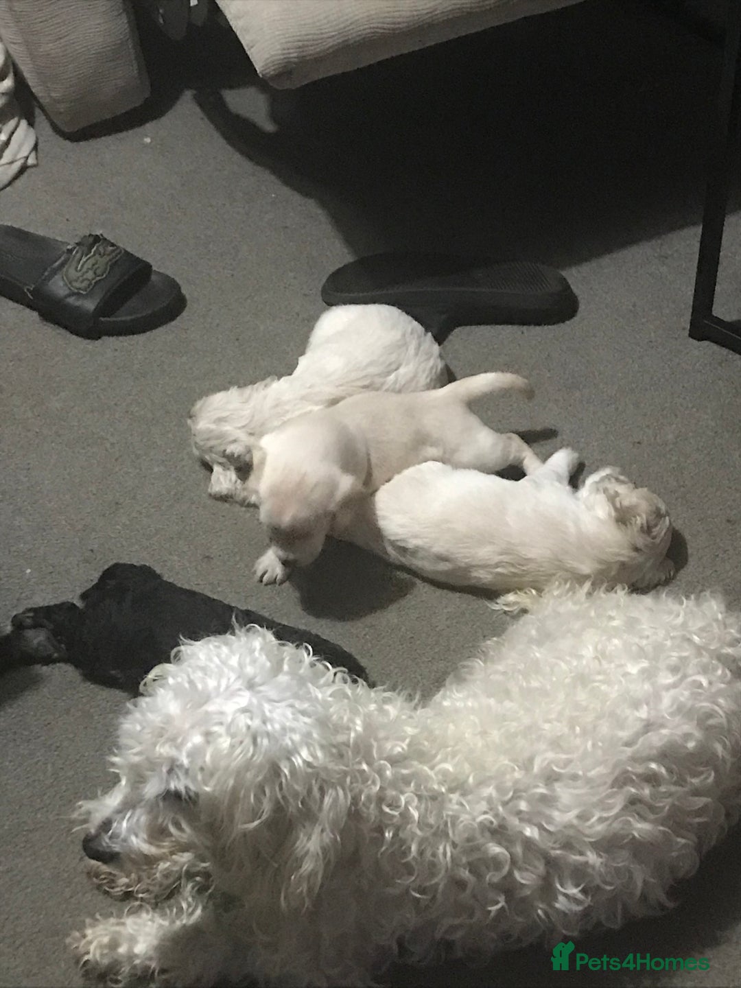 Mixed Breed dogs for sale: Gorgeous puppies  - Image 8