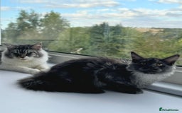 Maine Coon cats for sale: Stunning Maine Coon Kitten 🖤 ACTIVE - Image 5