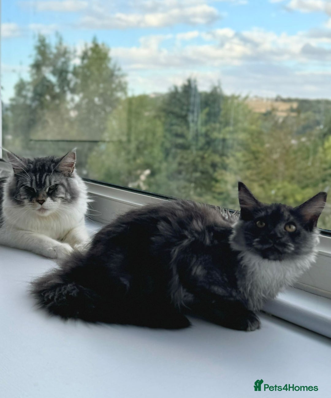 Maine Coon cats for sale: Stunning Maine Coon Kitten 🖤 ACTIVE - Image 5
