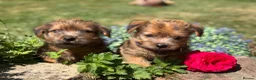 Norfolk Terrier dogs for sale: Stunning KC registered Norfolk terriers - Advert 15