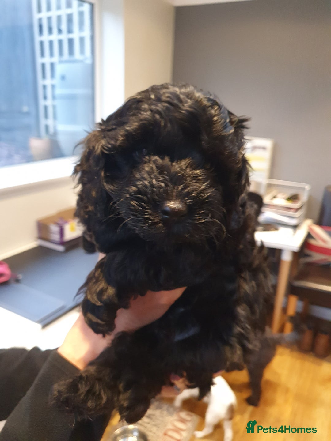 Cockapoo dogs for sale: Affectionate Little Boy - Advert 3