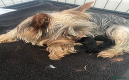 Yorkshire Terrier dogs for sale: beautiful yorkshire puppy’s  - Image 3