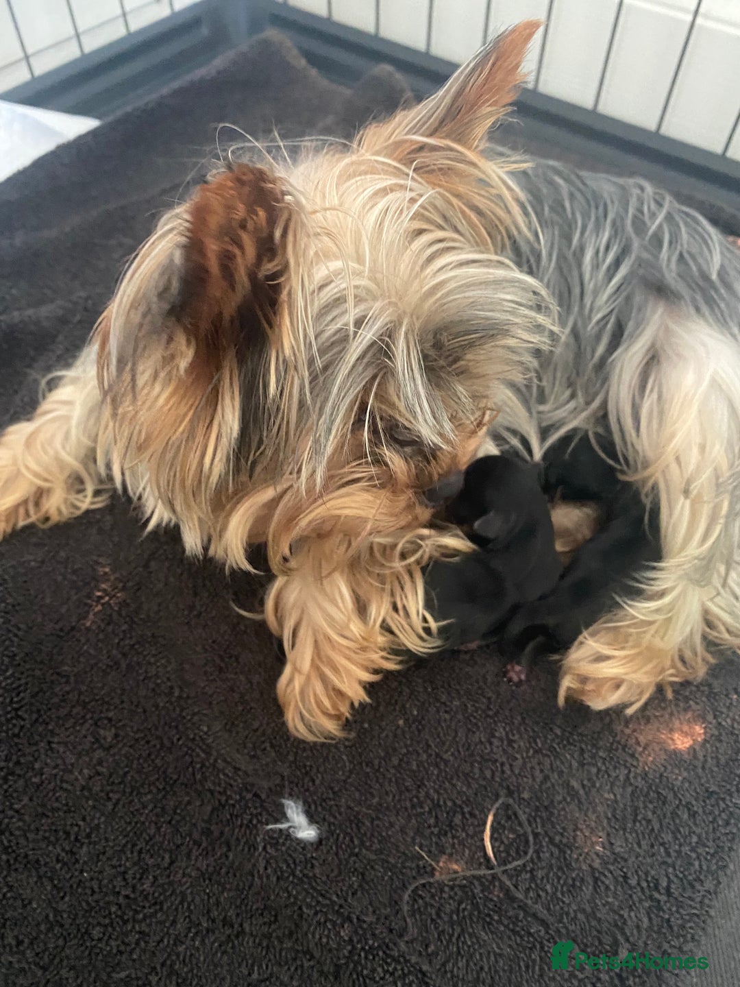 Yorkshire Terrier dogs for sale: beautiful yorkshire puppy’s  - Image 3