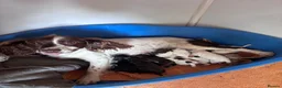 Sprocker dogs for sale: 7 beautiful spaniel puppies for sale in Woking - Advert 8