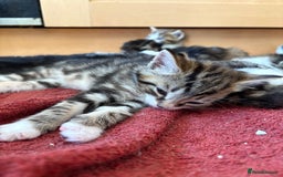 British Shorthair cats for sale: 11 SHORTHAIRED AND LONGHAIRED KITTENS - Image 24