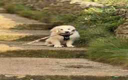 Golden Retriever dogs for sale: Puppy golden retriever 16 weeks - Advert 1