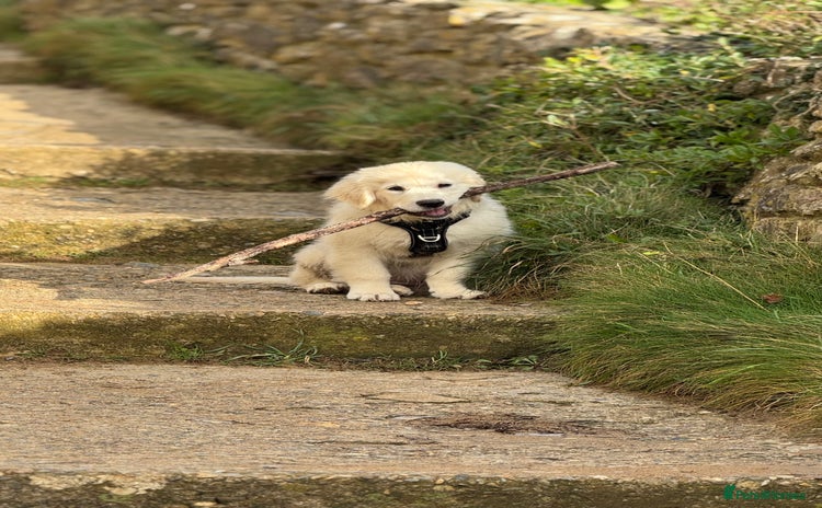 Golden Retriever dogs Puppy golden retriever 16 weeks - Advert 1