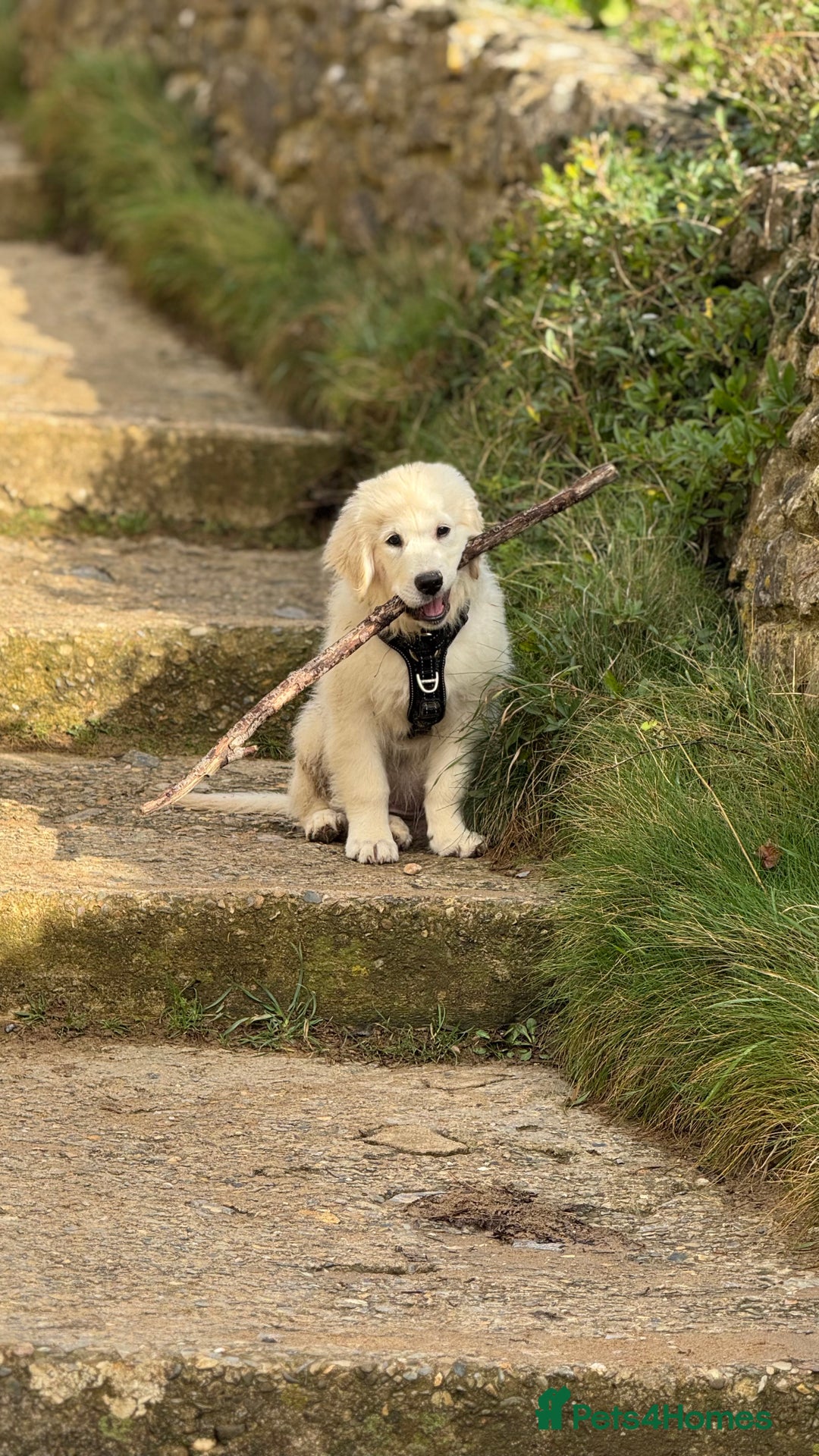 Golden Retriever dogs for sale: Puppy golden retriever 16 weeks - Advert 1