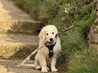 Golden Retriever dogs Puppy golden retriever 16 weeks - Advert 1