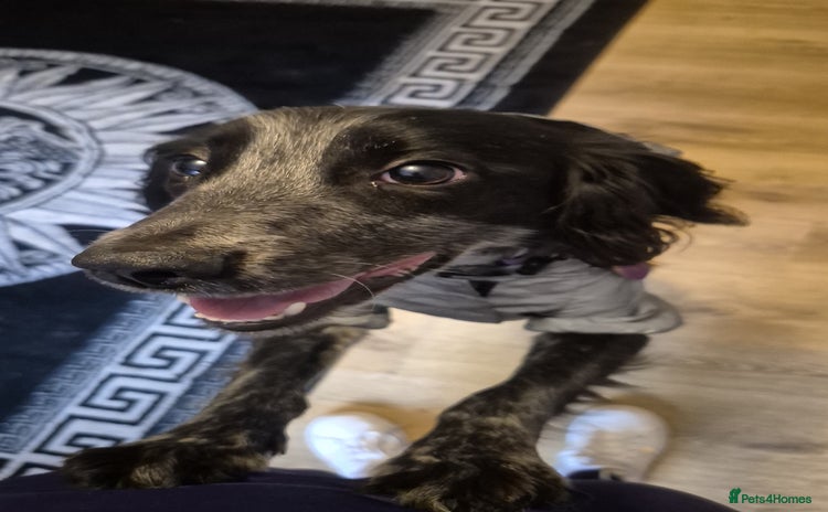 Sprocker dogs - Advert 1