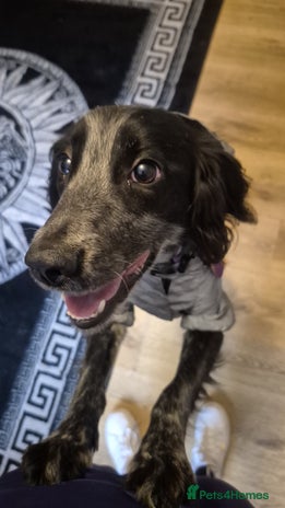 Sprocker dogs - Advert 1