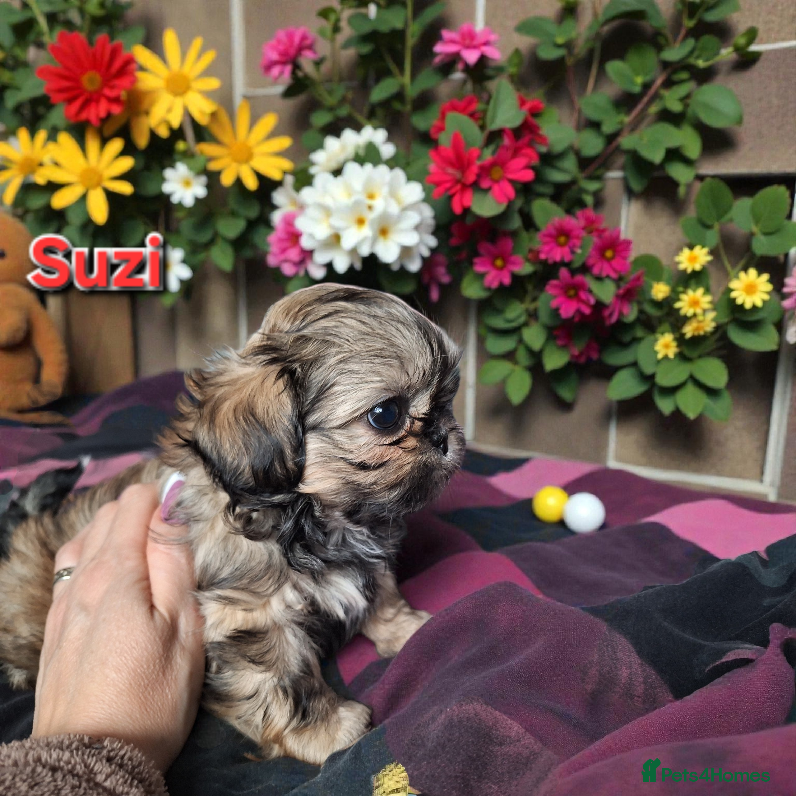 Shih Tzu dogs Beautiful Imperial Shih Tzus  - Advert 16