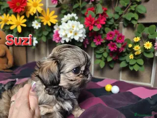 Shih Tzu dogs Beautiful Imperial Shih Tzus - Advert 16
