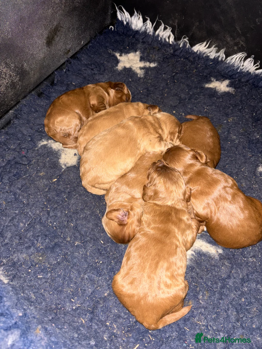 Cockapoo dogs for sale: Beautiful cockapoo puppies  in Thornhill - Advert 9